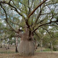 Queensland Bottle Tree (Brachychiton rupestris)