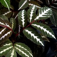 Leea amabilis (Leea amabilis)