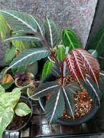Leea amabilis (Leea amabilis)