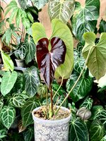 Anthurium (Anthurium chamberlainii X)