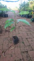 Kasturi mango (Mangifera casturi)