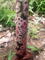 Aroid (Amorphophallus borneensis)