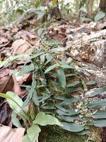 Climbing aroid (Pothos scandens)