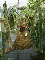 King Anthurium (Anthurium veitchii)