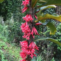 Captaincookia (Ixora margaretae)