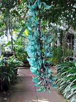 Jade vine (Strongylodon macrobotrys)