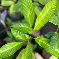 Aroid (Amorphophallus discophorus)