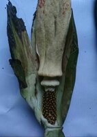 Aroid (Amorphophallus discophorus)