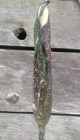 Aroid (Amorphophallus discophorus)
