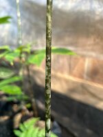 Aroid (Amorphophallus discophorus)