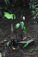 Giant Swamp Taro (Cyrtosperma merkusii)