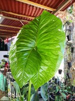 Giant Swamp Taro (Cyrtosperma merkusii)