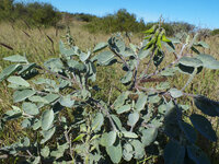 Green bird flower (Crotalaria cunninghamii)