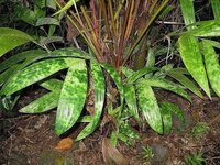 Mottled dwarf palm (Pinanga crassipes)