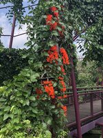 Red Jade Vine (Mucuna bennettii)