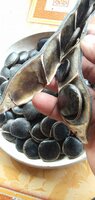 Red Jade Vine (Mucuna bennettii)