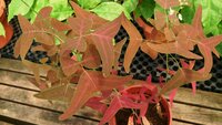 Red Butterfly Wing (Christia vespertilionis)
