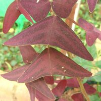 Red Butterfly Wing (Christia vespertilionis)