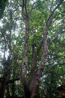 Indian Sandalwood (Santalum album)