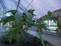 Aroid (Amorphophallus muelleri)