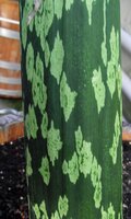 Aroid (Amorphophallus muelleri)