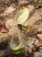 Raffles' pitcher-plant (Nepenthes rafflesiana)