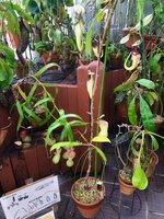 Raffles' pitcher-plant (Nepenthes rafflesiana)