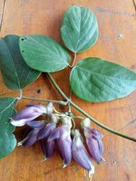Mucuna (Mucuna sp. 'Bengkulu')