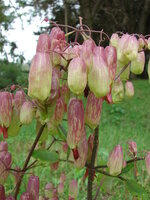 Miracle Leaf (Kalanchoe pinnata)