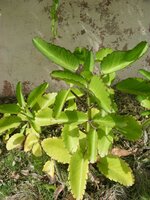Miracle Leaf (Kalanchoe pinnata)