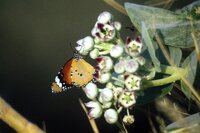 Apple of Sodom (Calotropis procera)