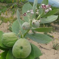 Apple of Sodom (Calotropis procera)