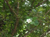 Godapara (Dillenia retusa)