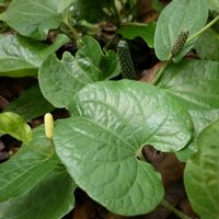 Long pepper (Piper longum)