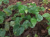 Long pepper (Piper longum)