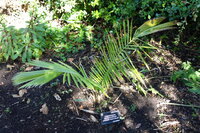 Quindio wax palm (Ceroxylon quindiuense)