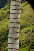 Quindio wax palm (Ceroxylon quindiuense)