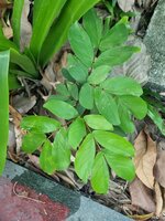 Handkerchief tree (Cynometra browneoides)