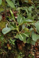Pitcher plant (Nepenthes lowii)