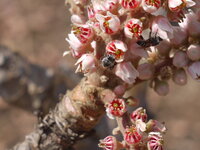 Indian frankincense tree (Boswellia serrata) 
