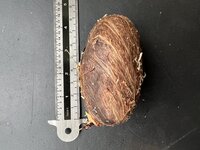 White mango (Mangifera caesia)