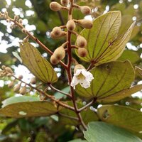 Camel's foot tree (Piliostigma thonningii)