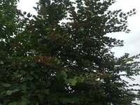 Camel's foot tree (Piliostigma thonningii)