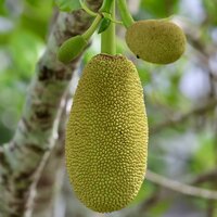 Chempedak (Artocarpus integer)