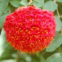 Rose of Venezuela (Brownea grandiceps)