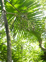 Champagne Palm (Hyophorbe indica)