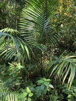 Champagne Palm (Hyophorbe indica)