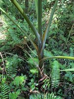 Champagne Palm (Hyophorbe indica)