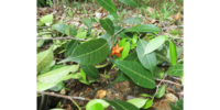 Tampang susu (Prainea limpato)