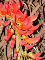 Red jade vine (Mucuna novoguineensis)